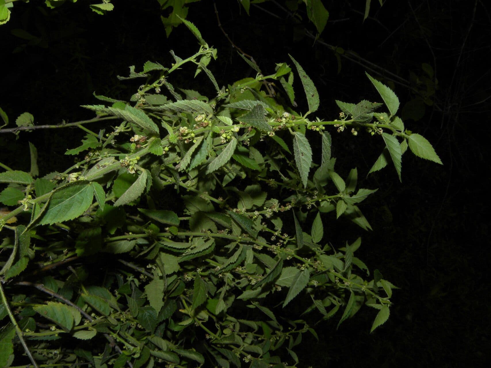 Ayenia 8