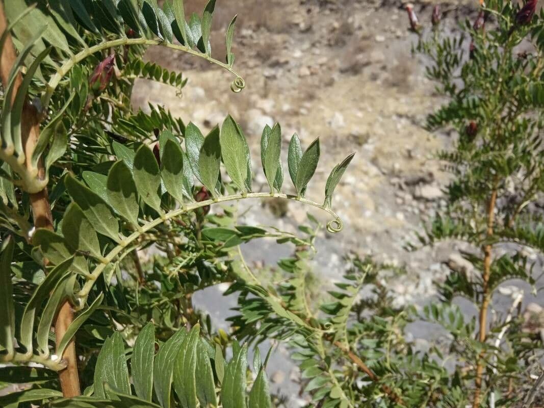 Mutisia 9