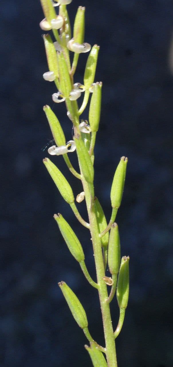 Triglochina bulbosa 3