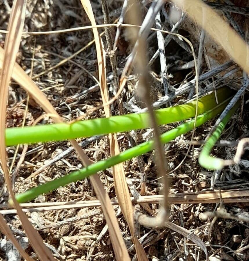 Flor de Céfiro 3