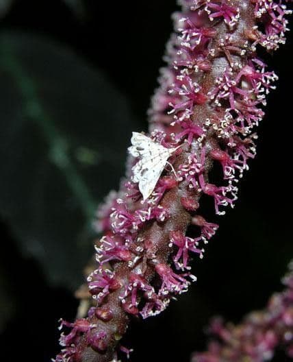 Geonoma interrupta 10