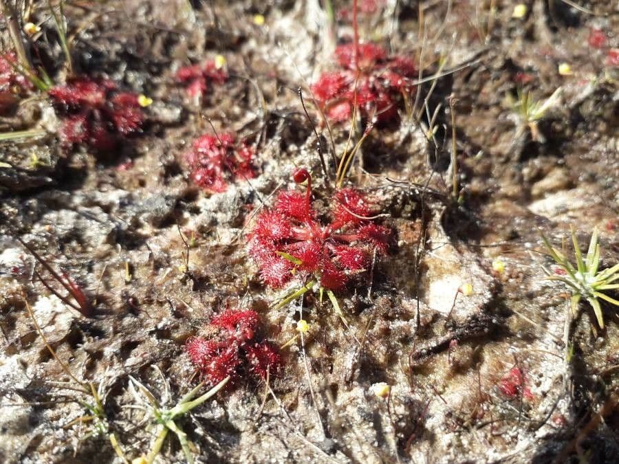 Drosera sessilifolia 3