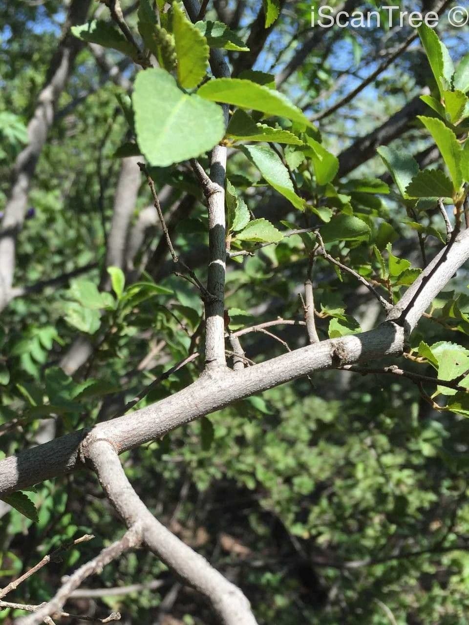 Grewia occidental 22