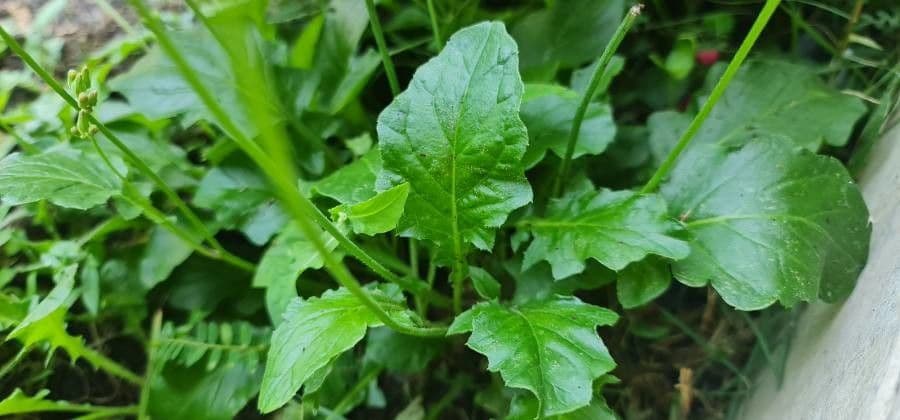 Youngia giapponese 20
