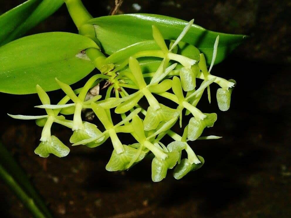 Epidendrum dáždnikový 2