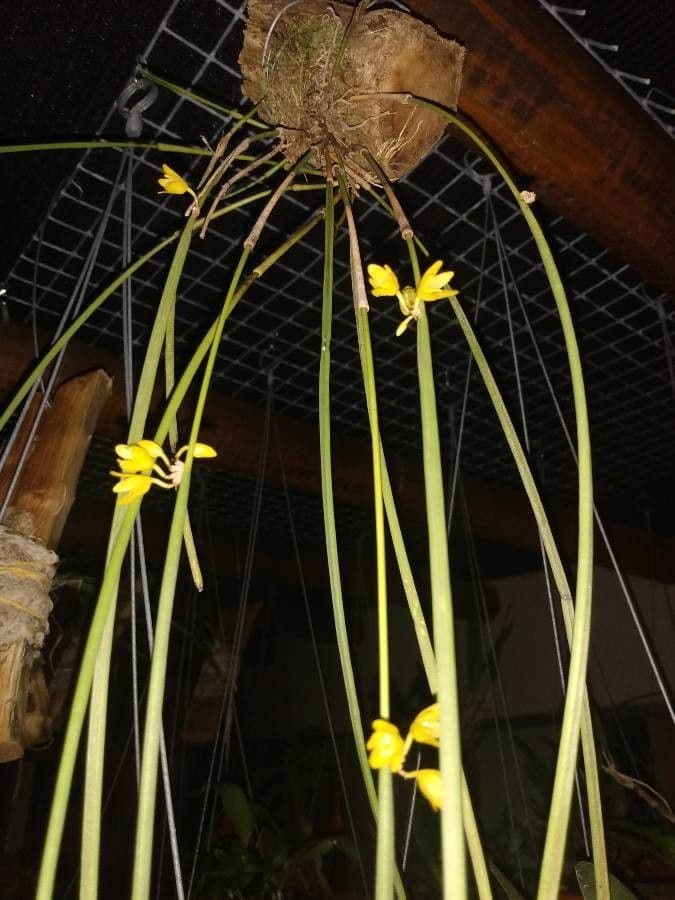 Octomeria