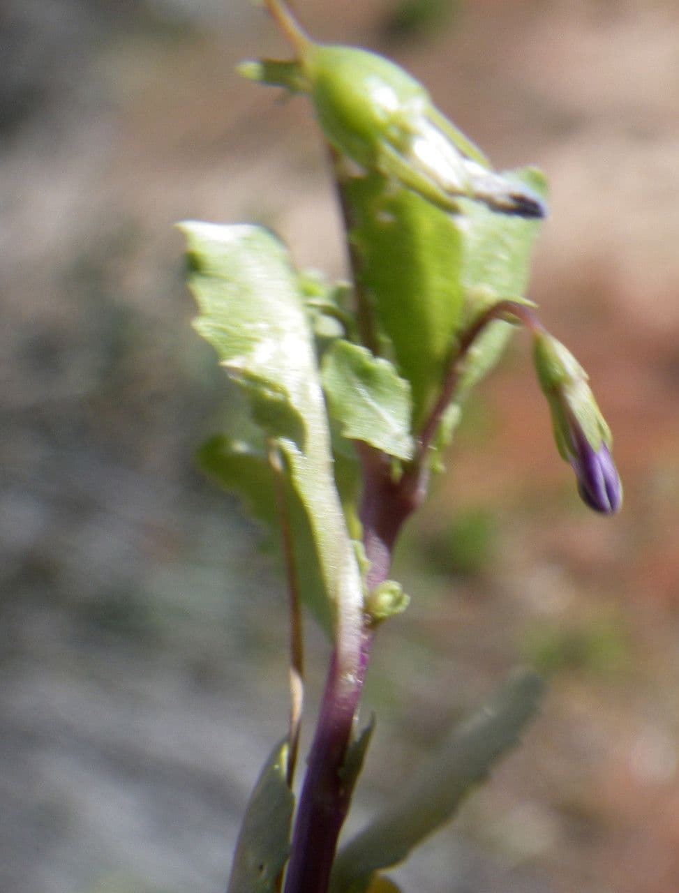 Solenopsis 10