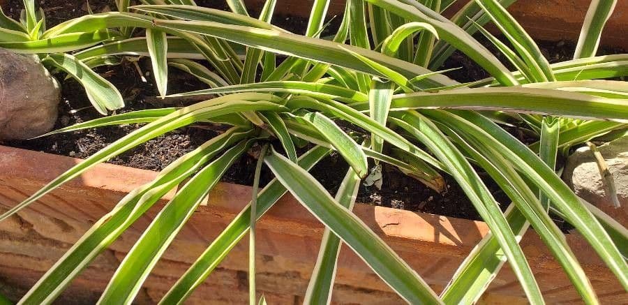 Dianella 20