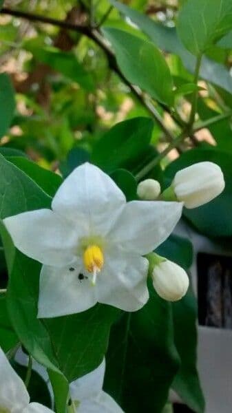 Solanum laxum 9