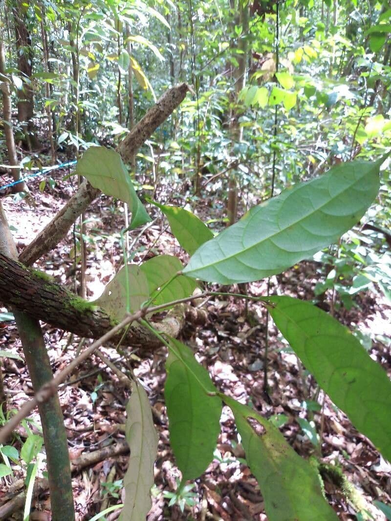 Pimelodendron 4