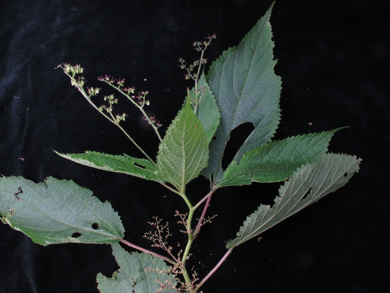 Laportea 8