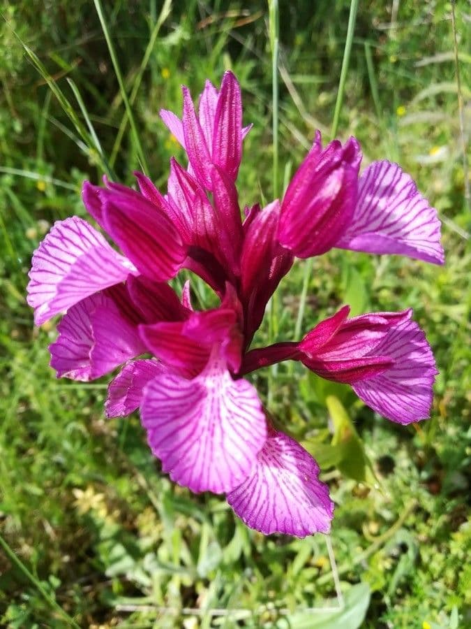 Orchis papillon 2