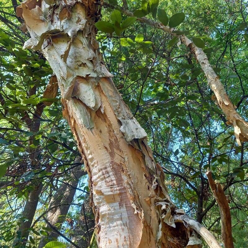 Melaleuca styphelioides 3