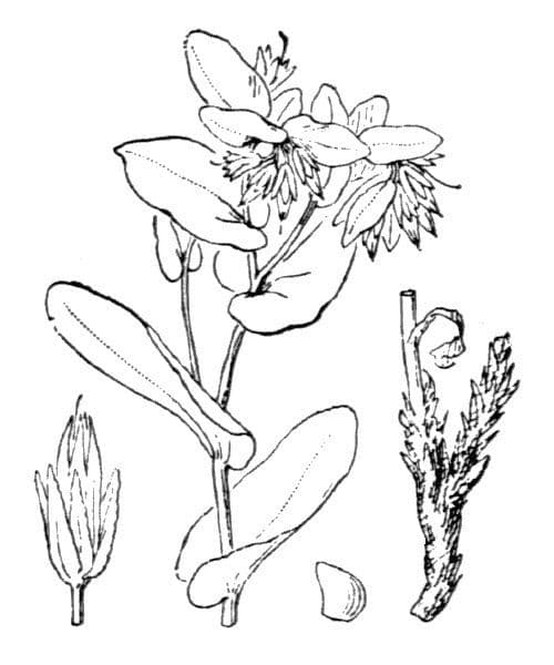 Cerinthe minor 26