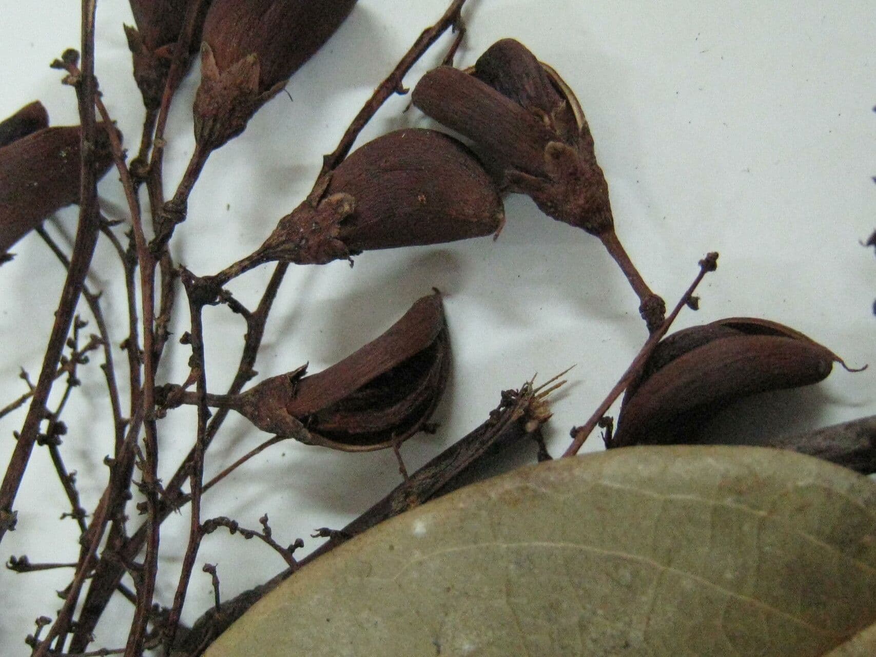 Rourea 4