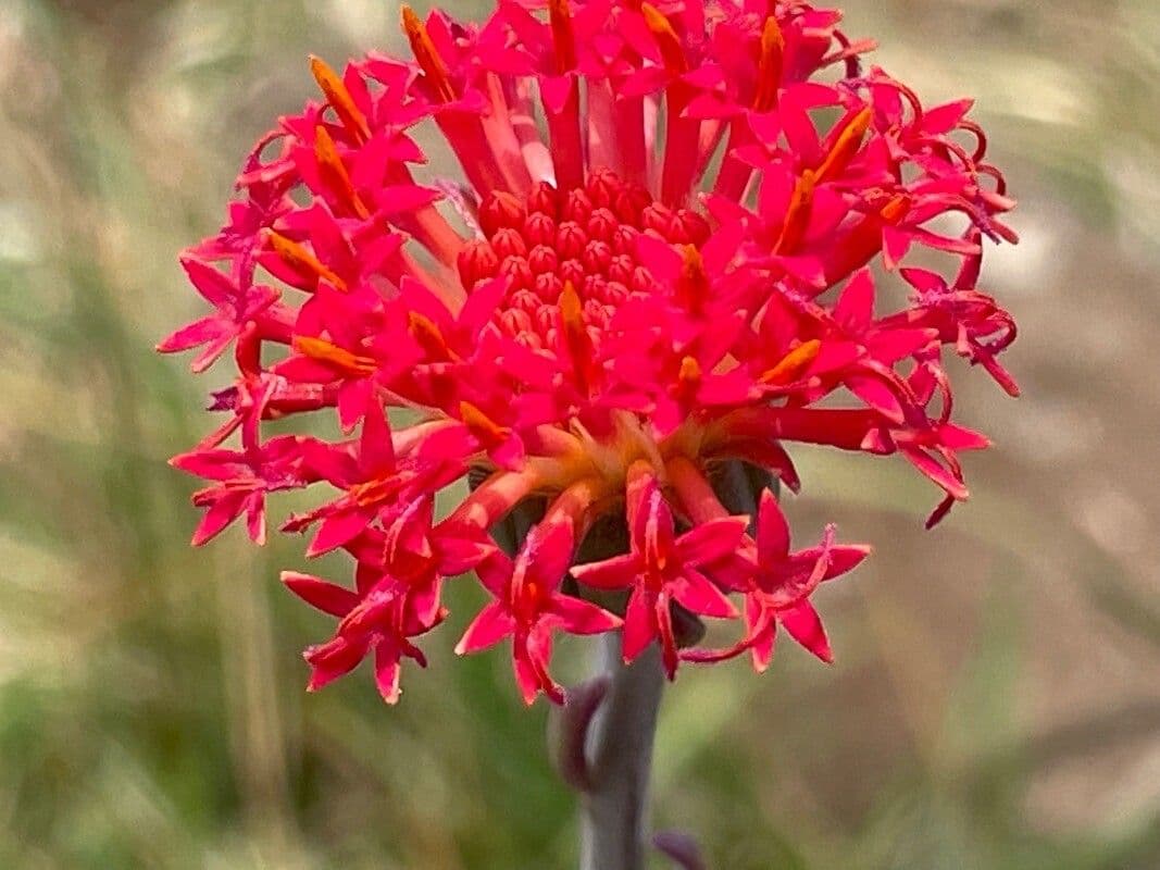 Kleinia abissina 5