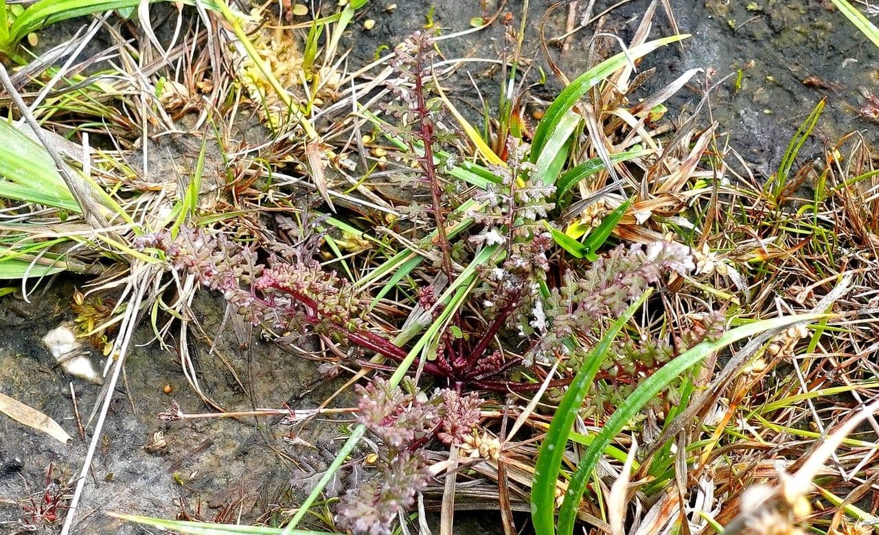 Pedicolare silvatica 14