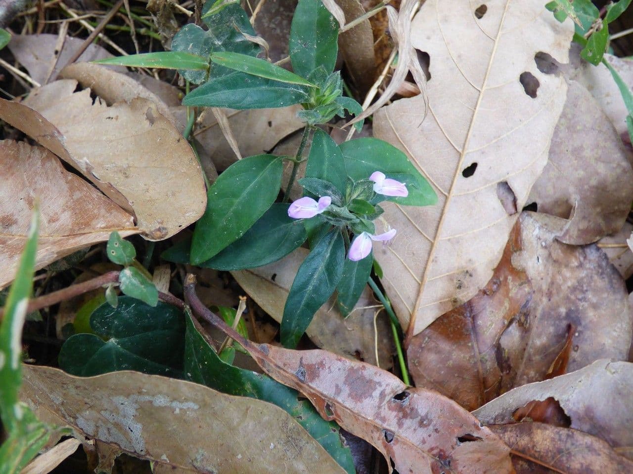 Dicliptera 4