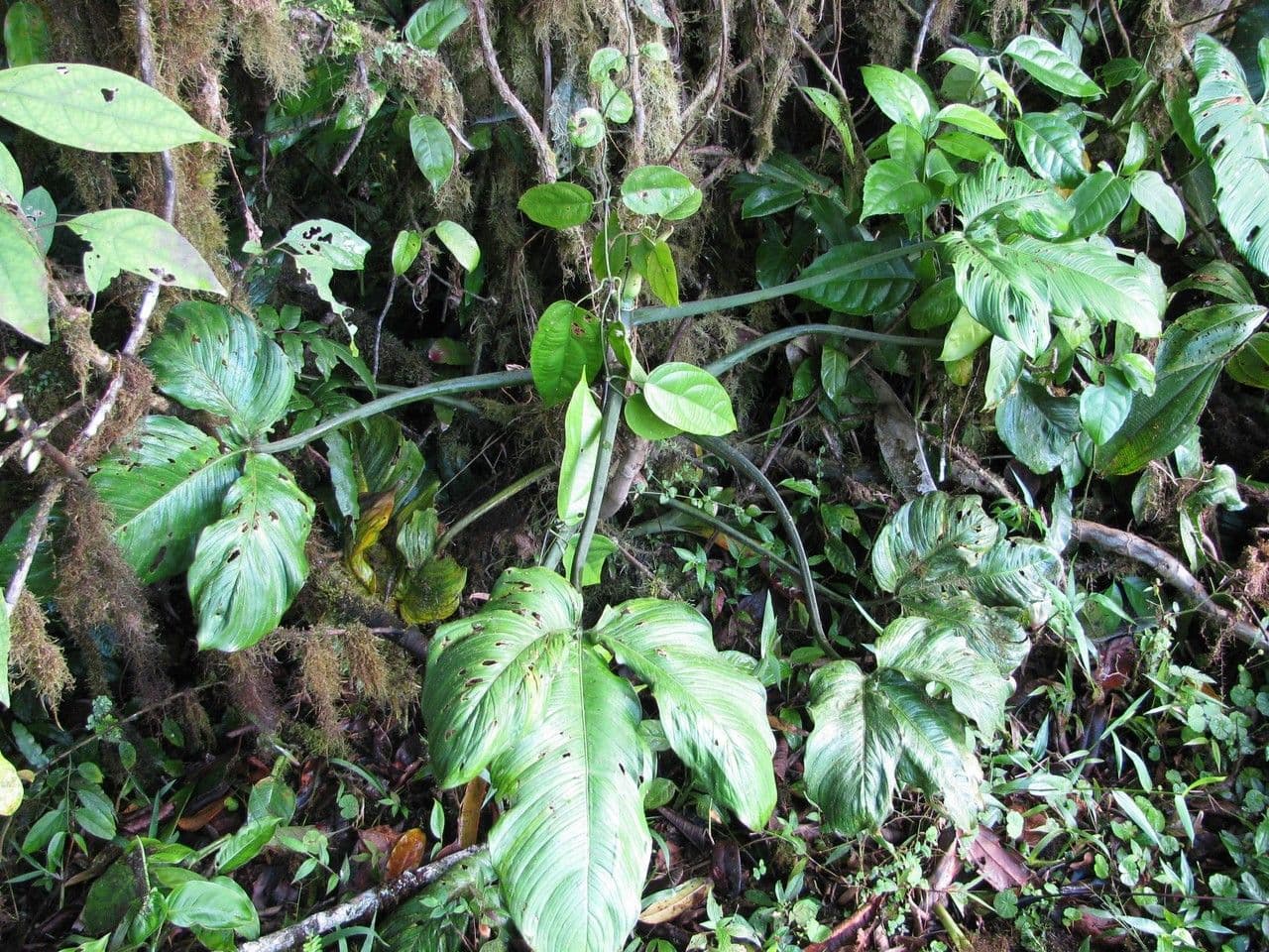Syngonium 8