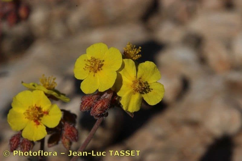 Cistus popelavý