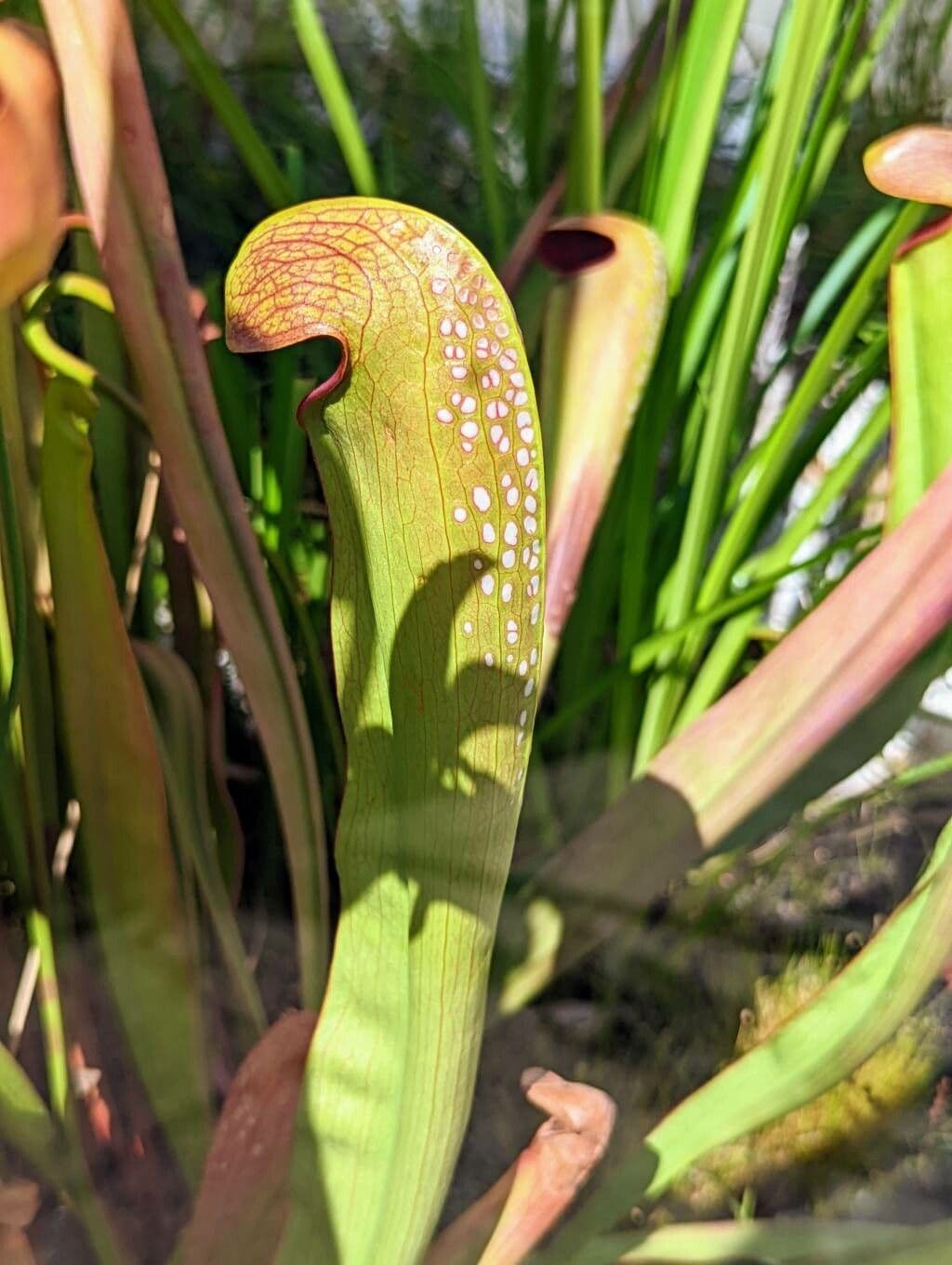 Sarracenia minore 15