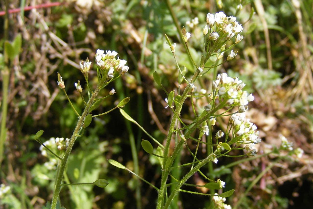 Draba murale 27