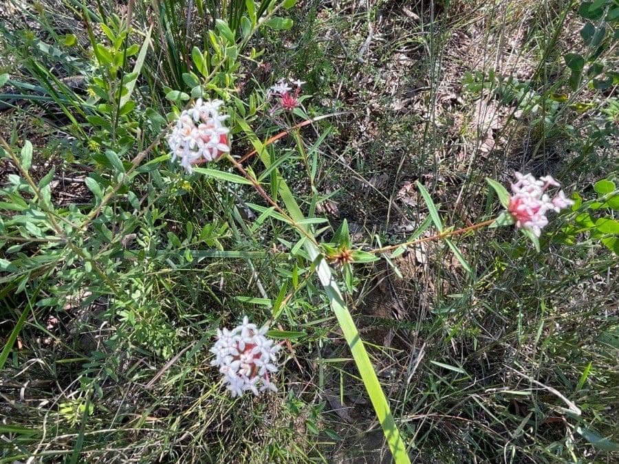 Leinblättrige Pimelea 4
