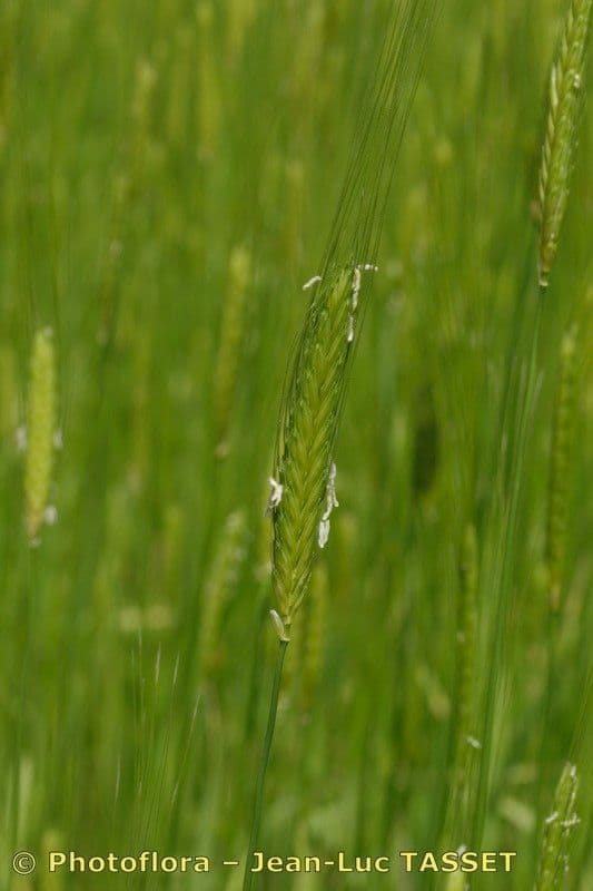Grano monococco 8