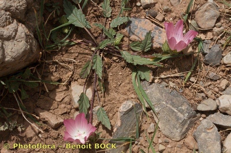Malope malacoides 10