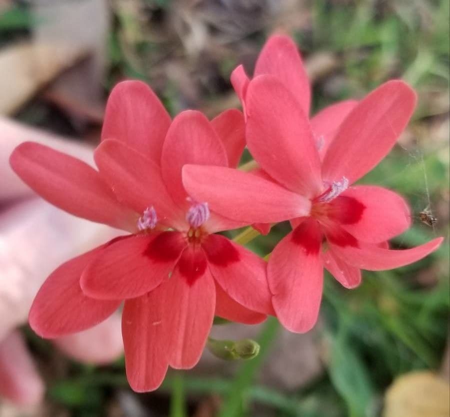 Freesia 3