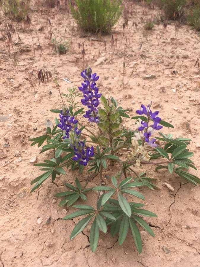 Rostiger Lupine 5