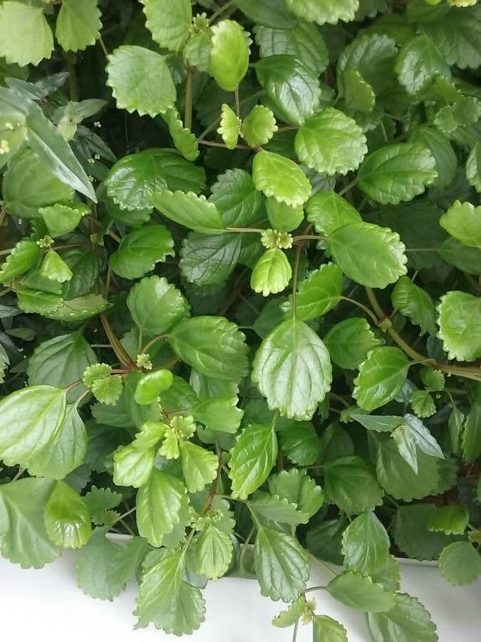 Plectranthus 7