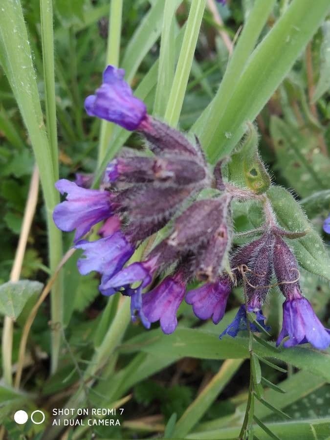 Polmonaria morbida 3