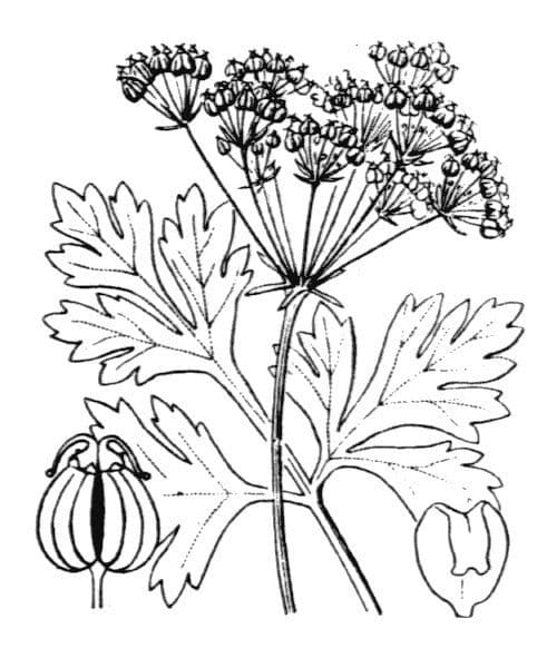 Physospermum della Cornovaglia 13