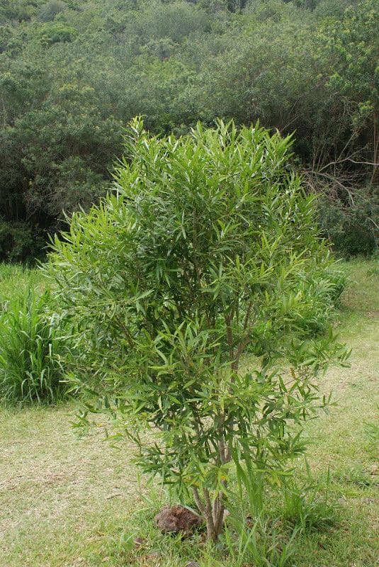 Schmalblättrige Olive 8