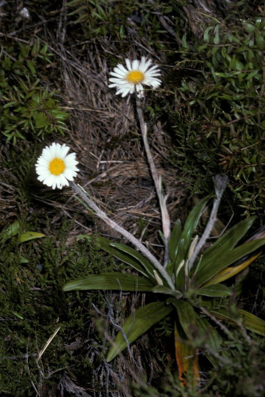 Celmisia 2