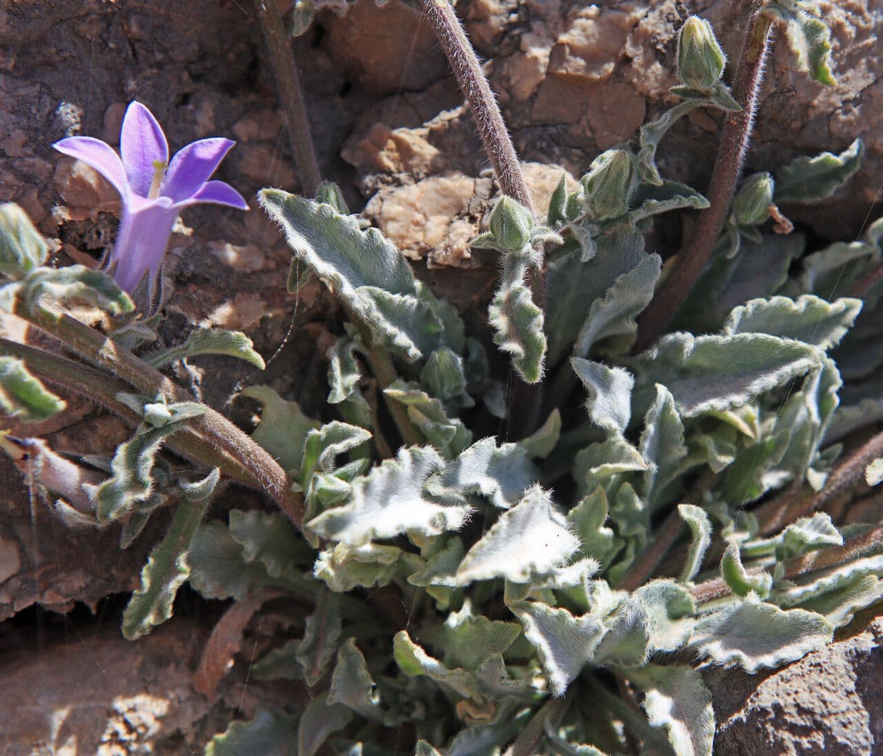 Campanula 6