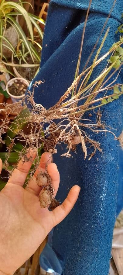 Nephrolepis cordifolia 21