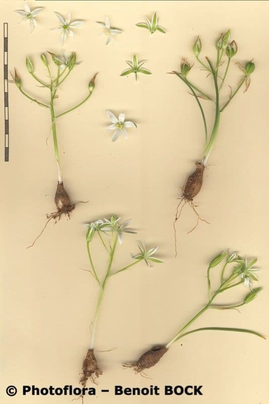Ornithogalum 19
