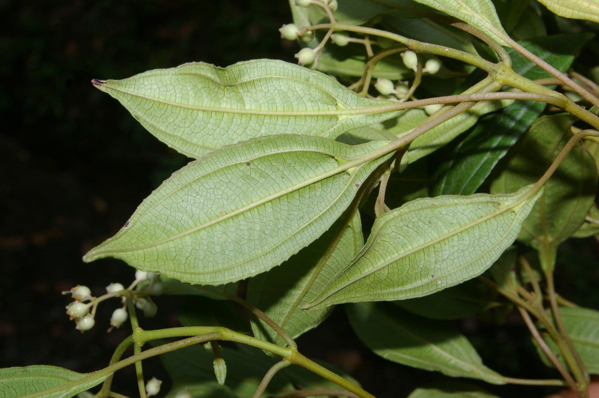 Miconia 9