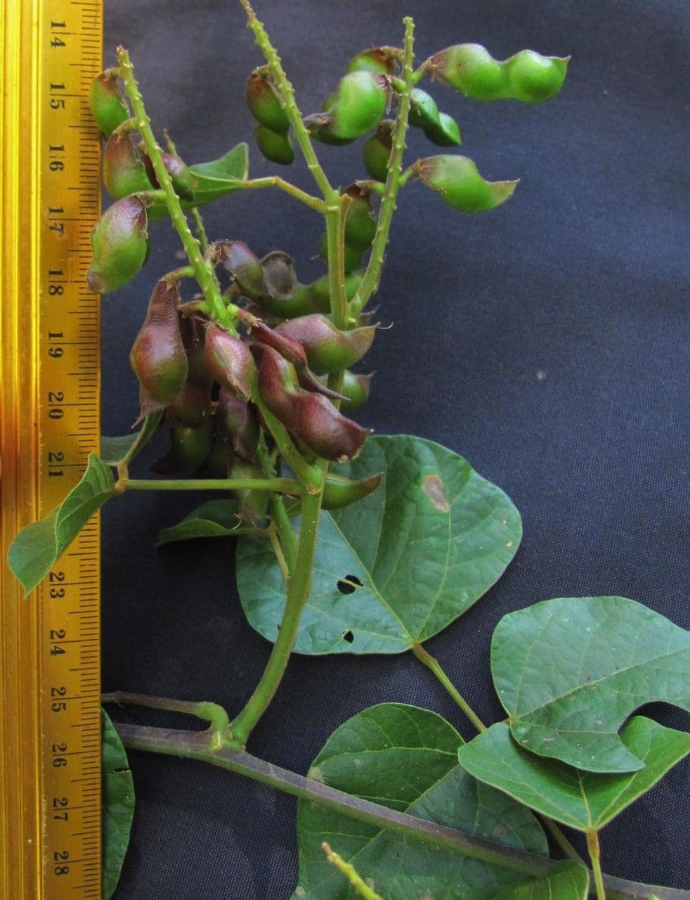 Rhynchosia 13
