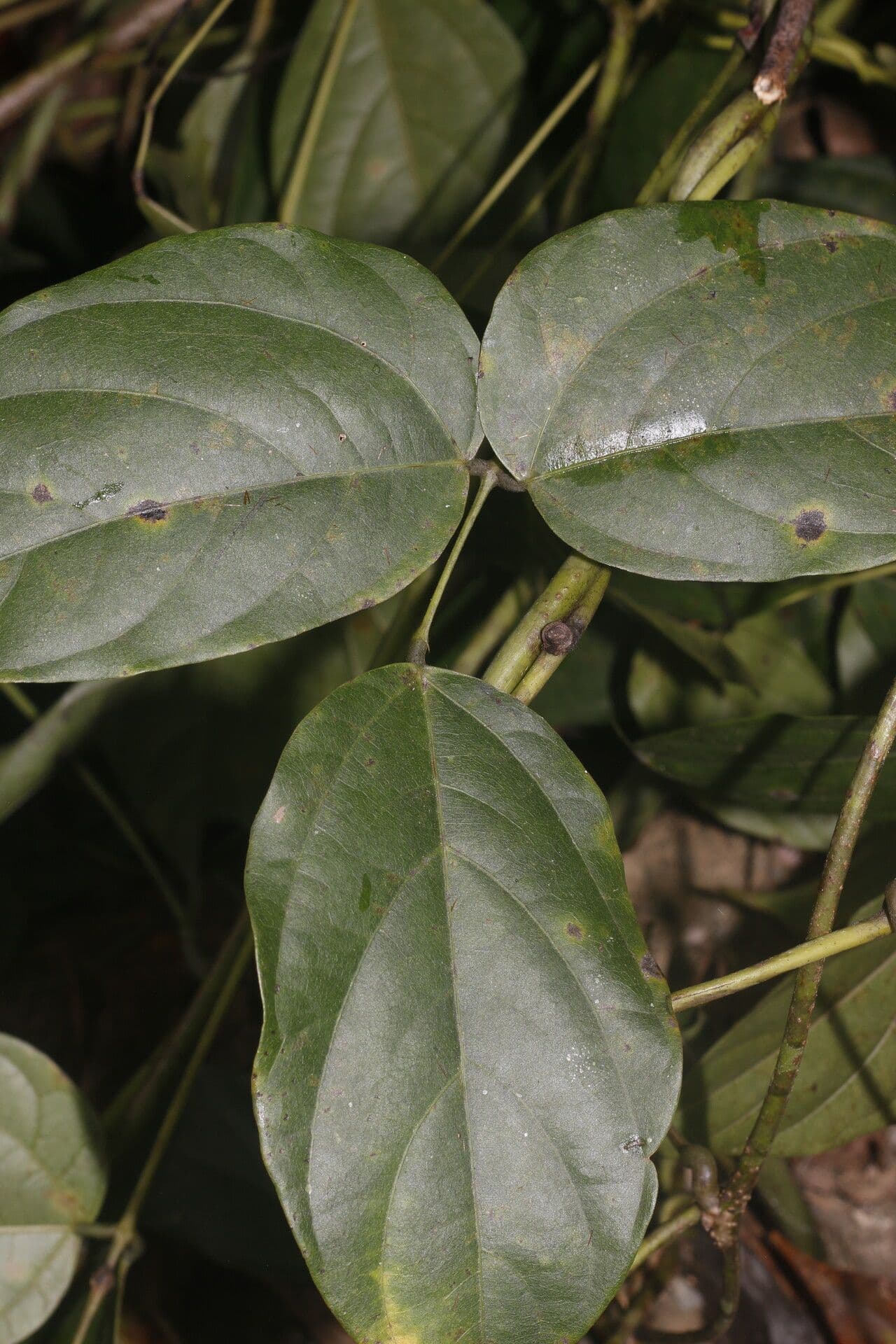 Mucuna 12