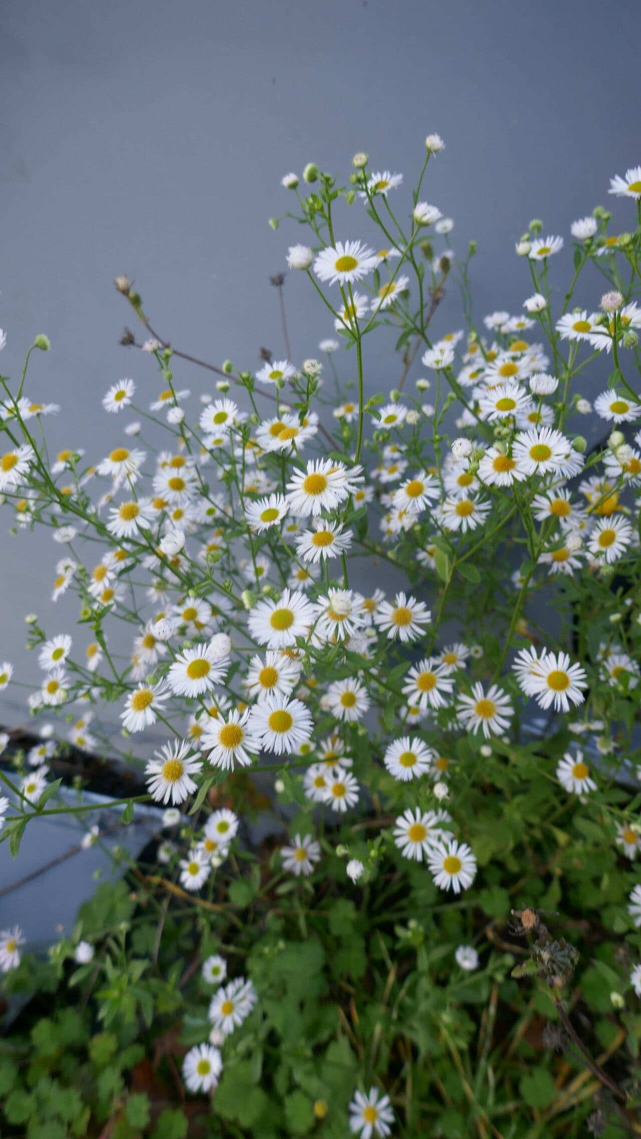 Boltonia asteroides 2