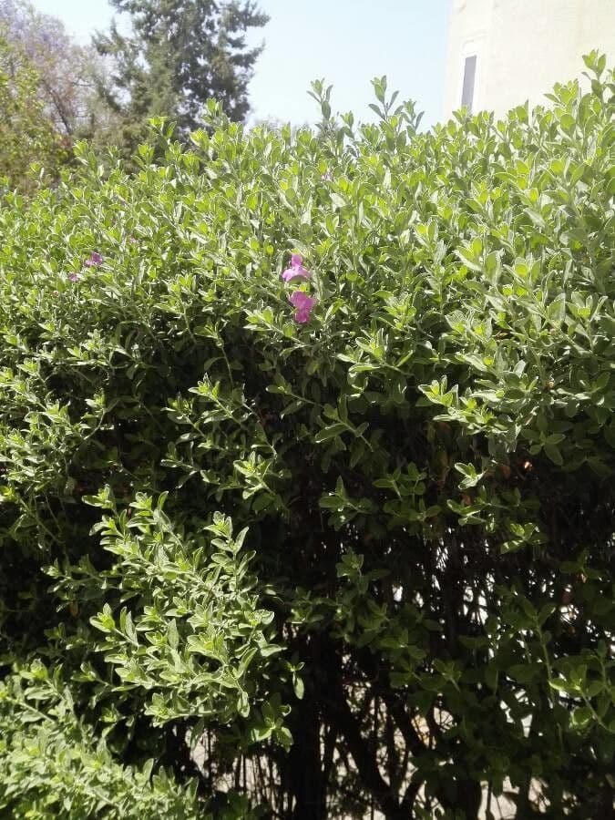 Leucophyllum candidum 6