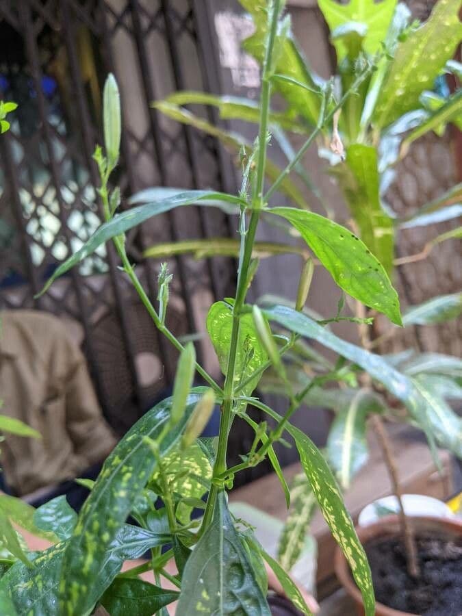 Andrographis paniculata 3