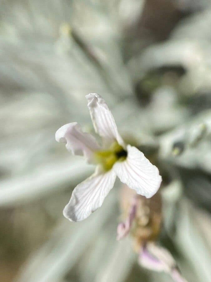 Parolinia 3