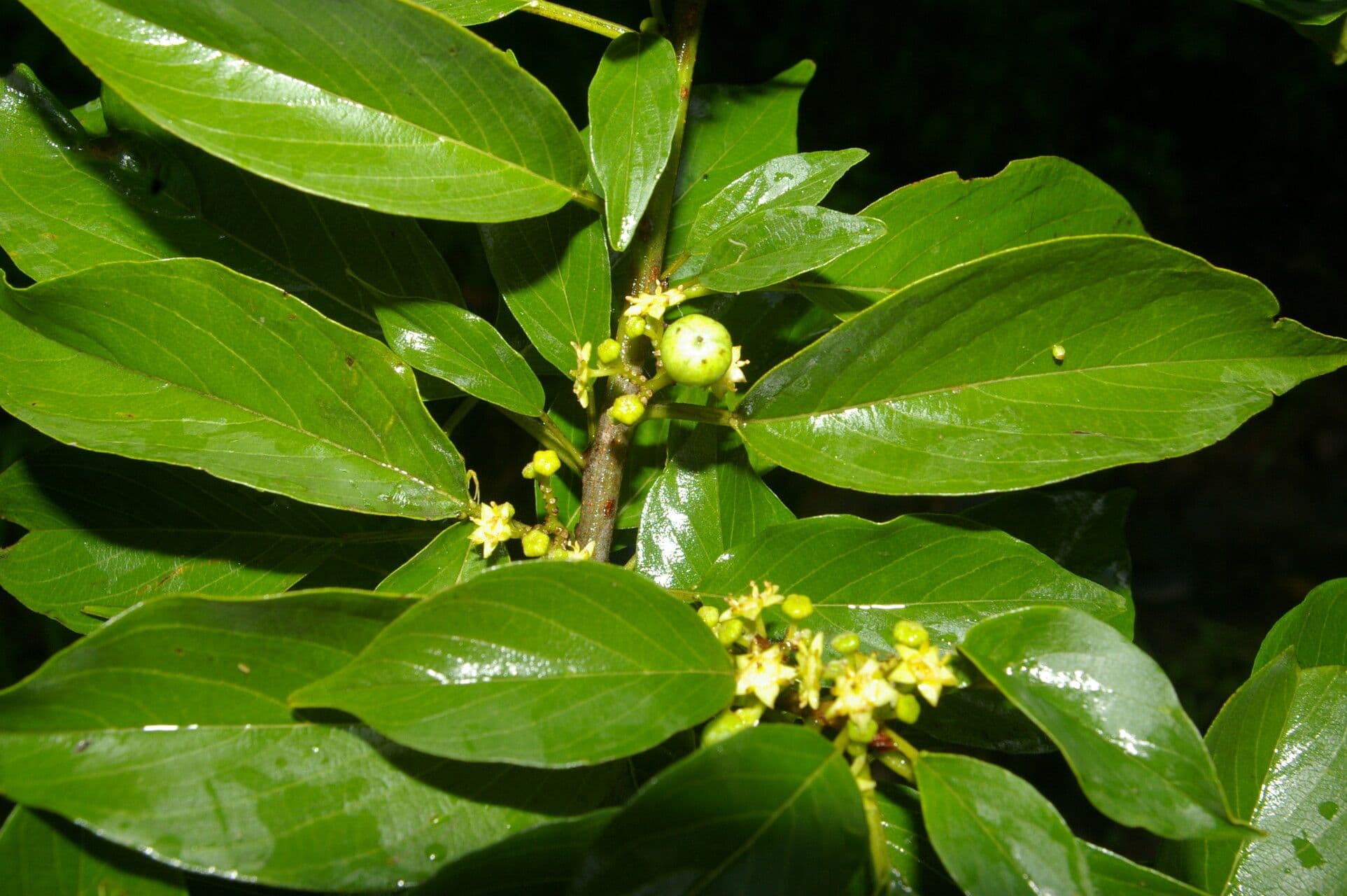Zahnbrustbaum 7