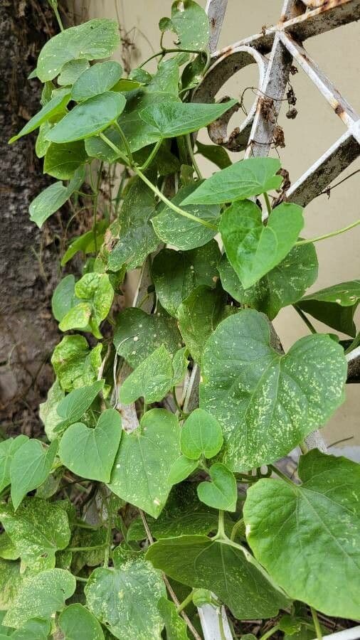 Tinospora 8