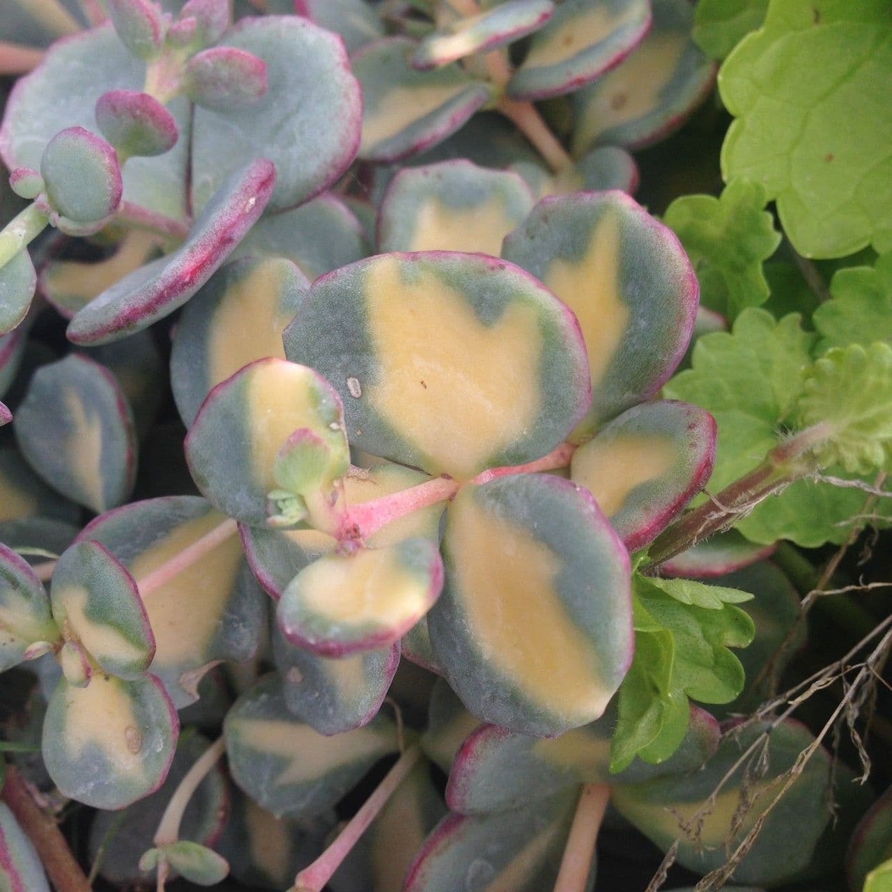 Sedum di Siebold 9