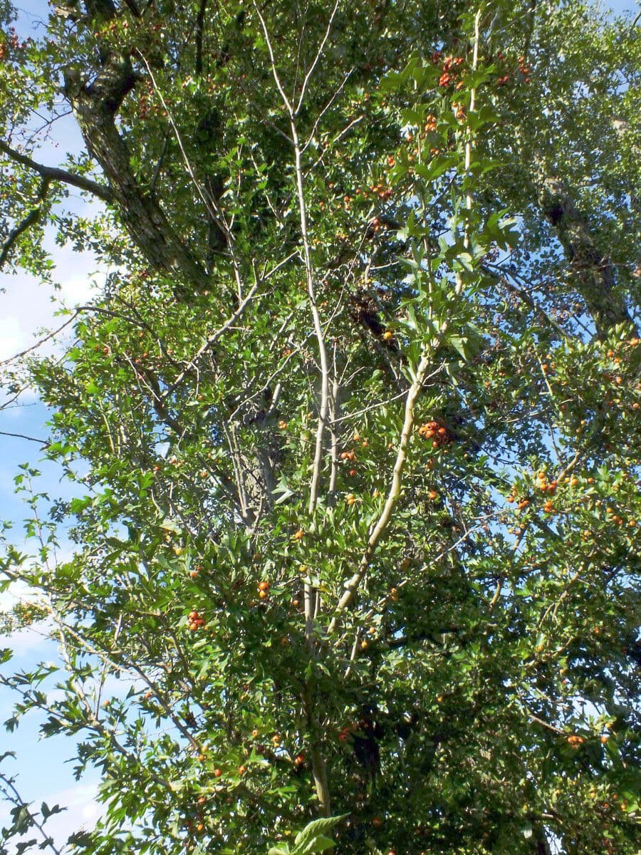 Azzarola 14